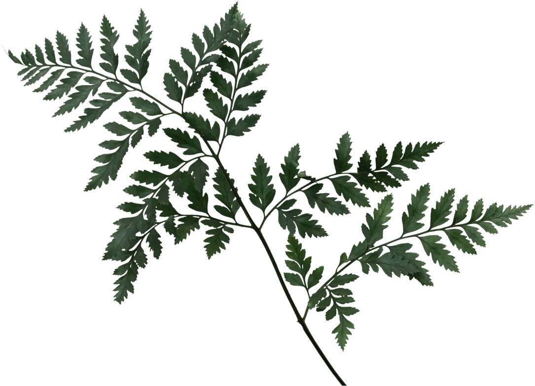 Decorative